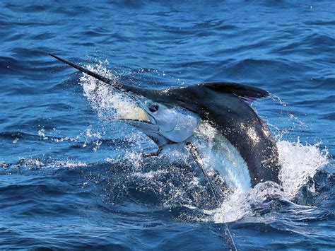 How to Fish Your Marlin Lures Correctly .